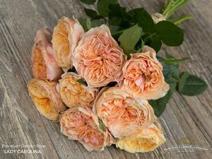 ROSE LADY CAROLINA 50